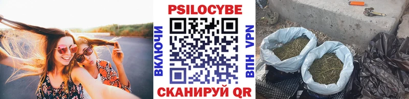 гидра как войти  купить наркоту  Суздаль  Галлюциногенные грибы Psilocybe 